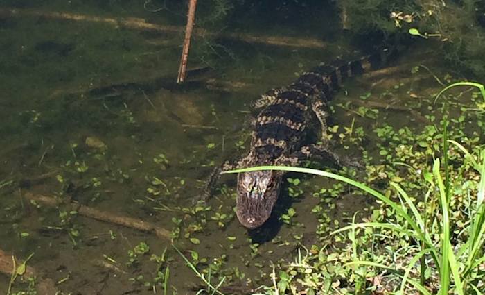 Alligator.jpg